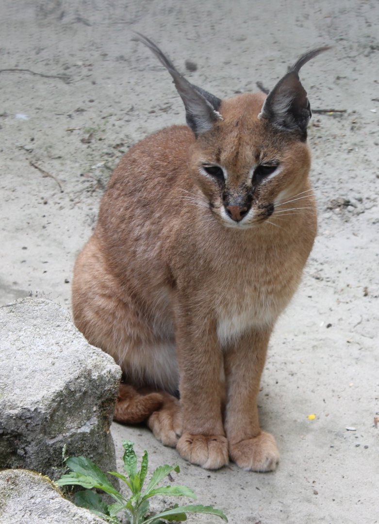 Caracal