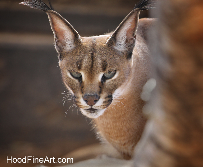 caracal