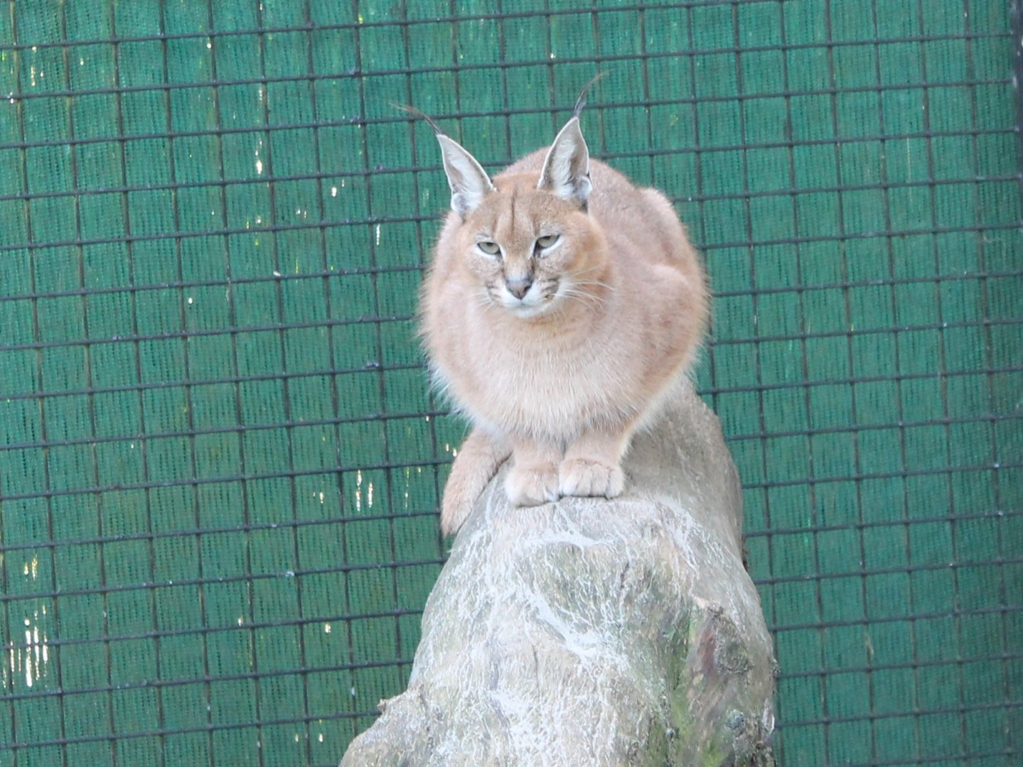 Caracal