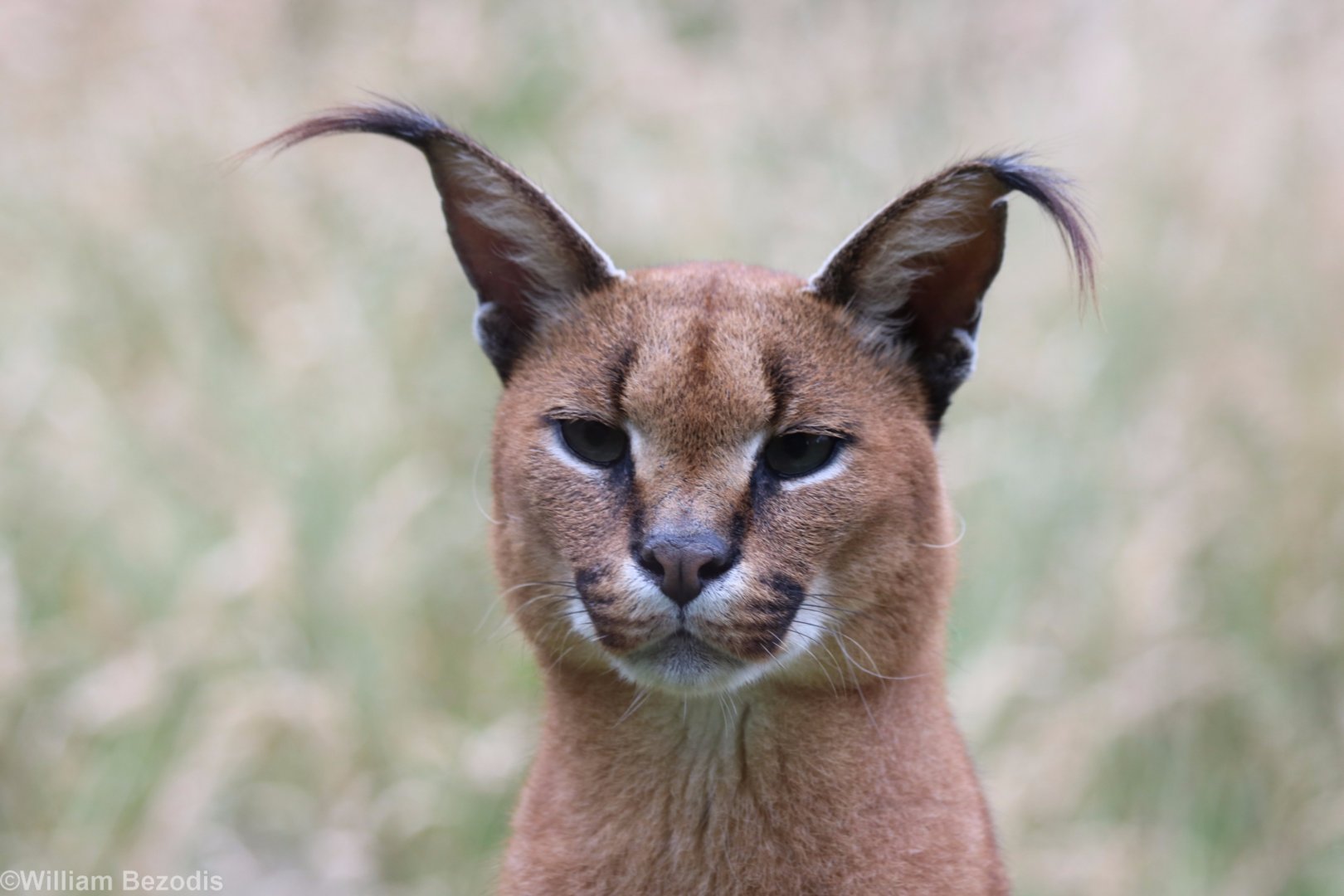 Caracal