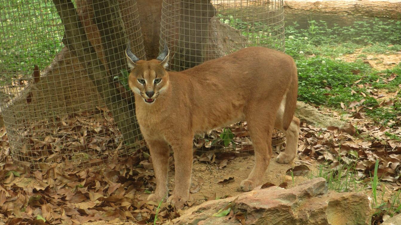 Caracal