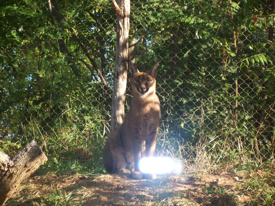 Caracal