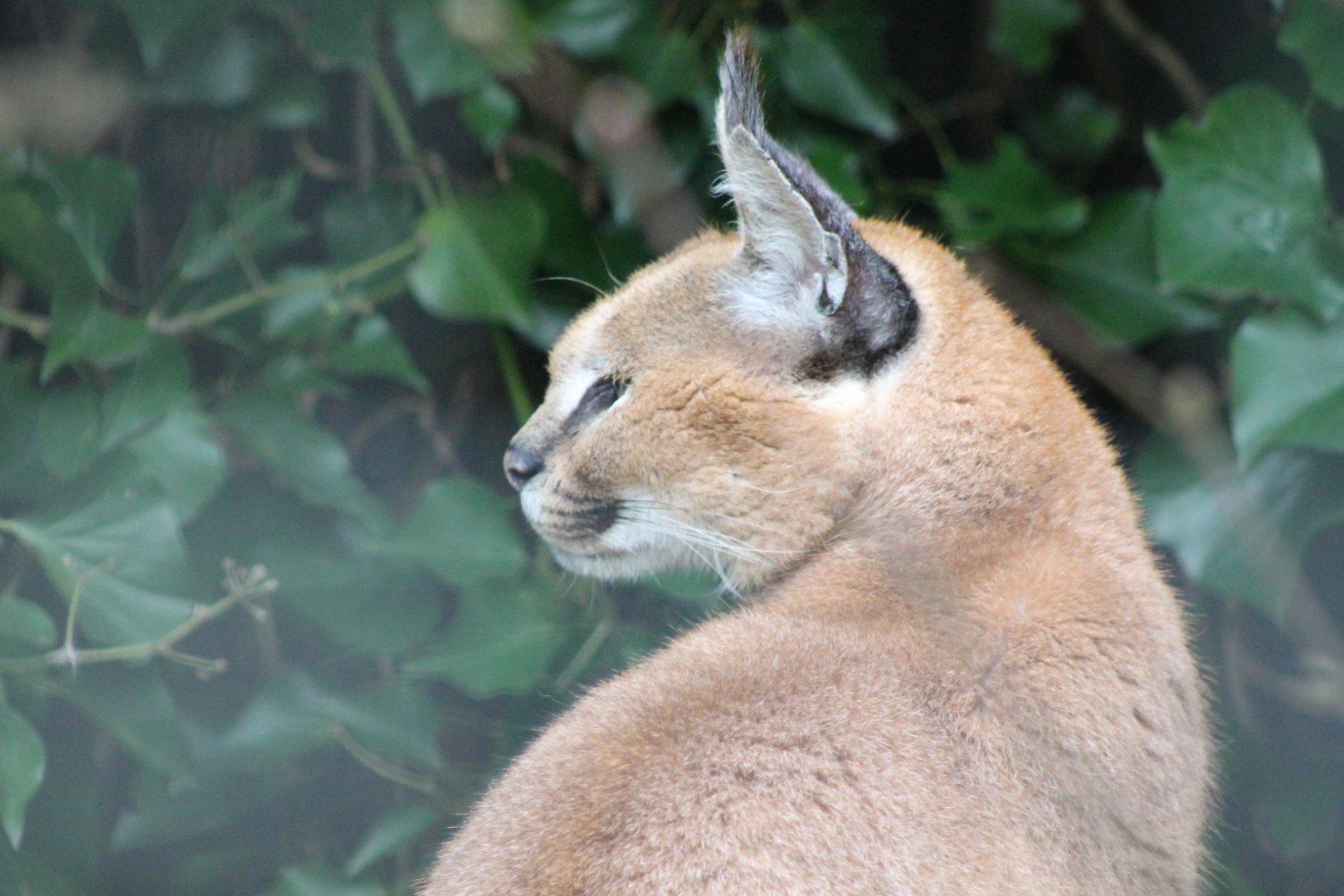 Caracal