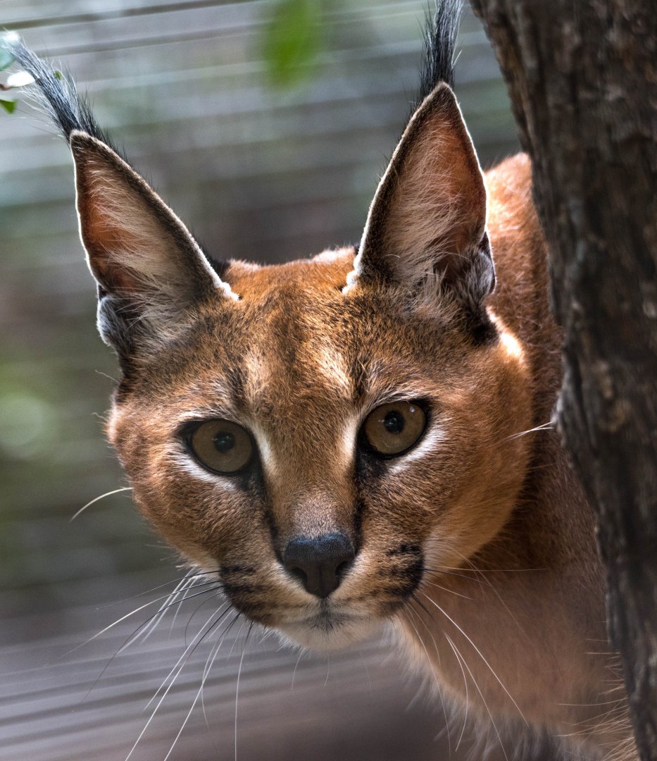 Caracal