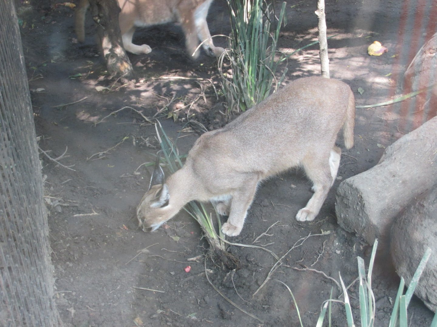 caracal