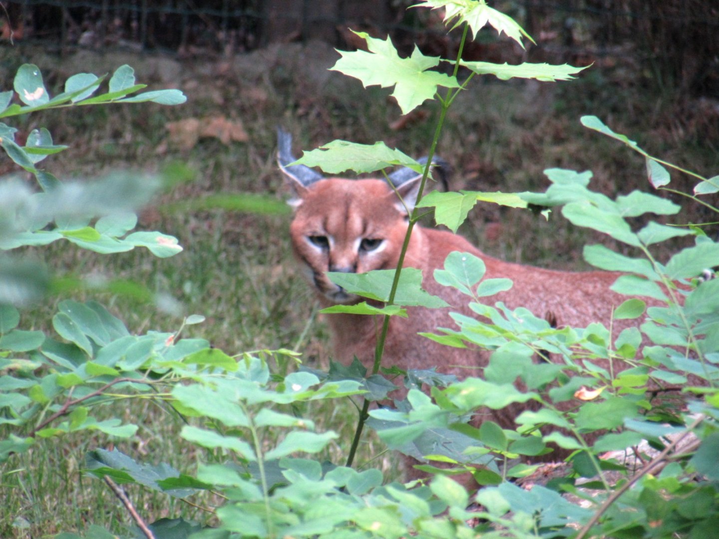 Caracal