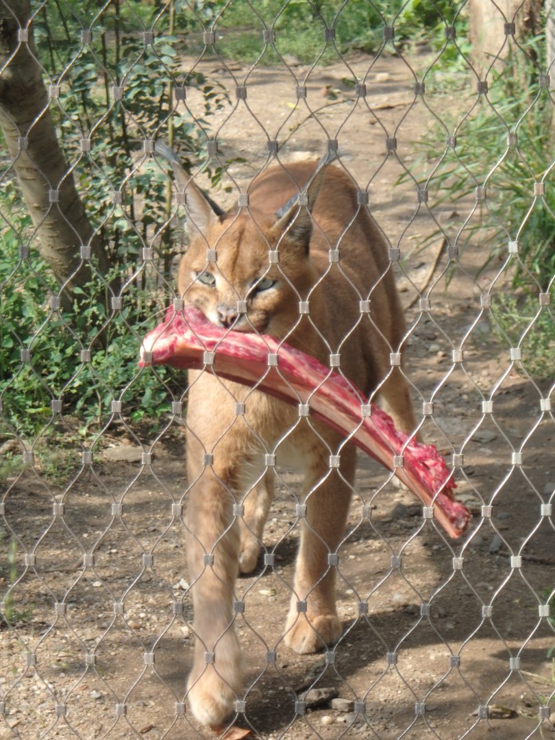 Caracal
