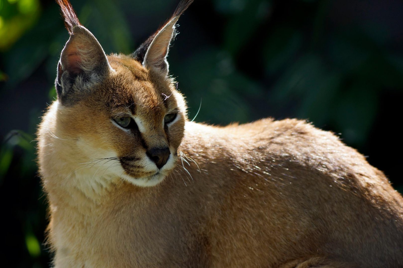 Caracal