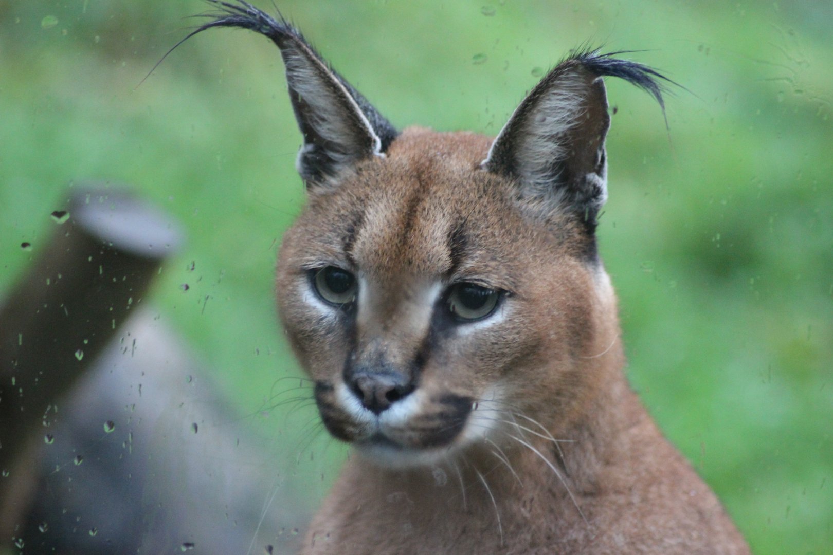 Caracal