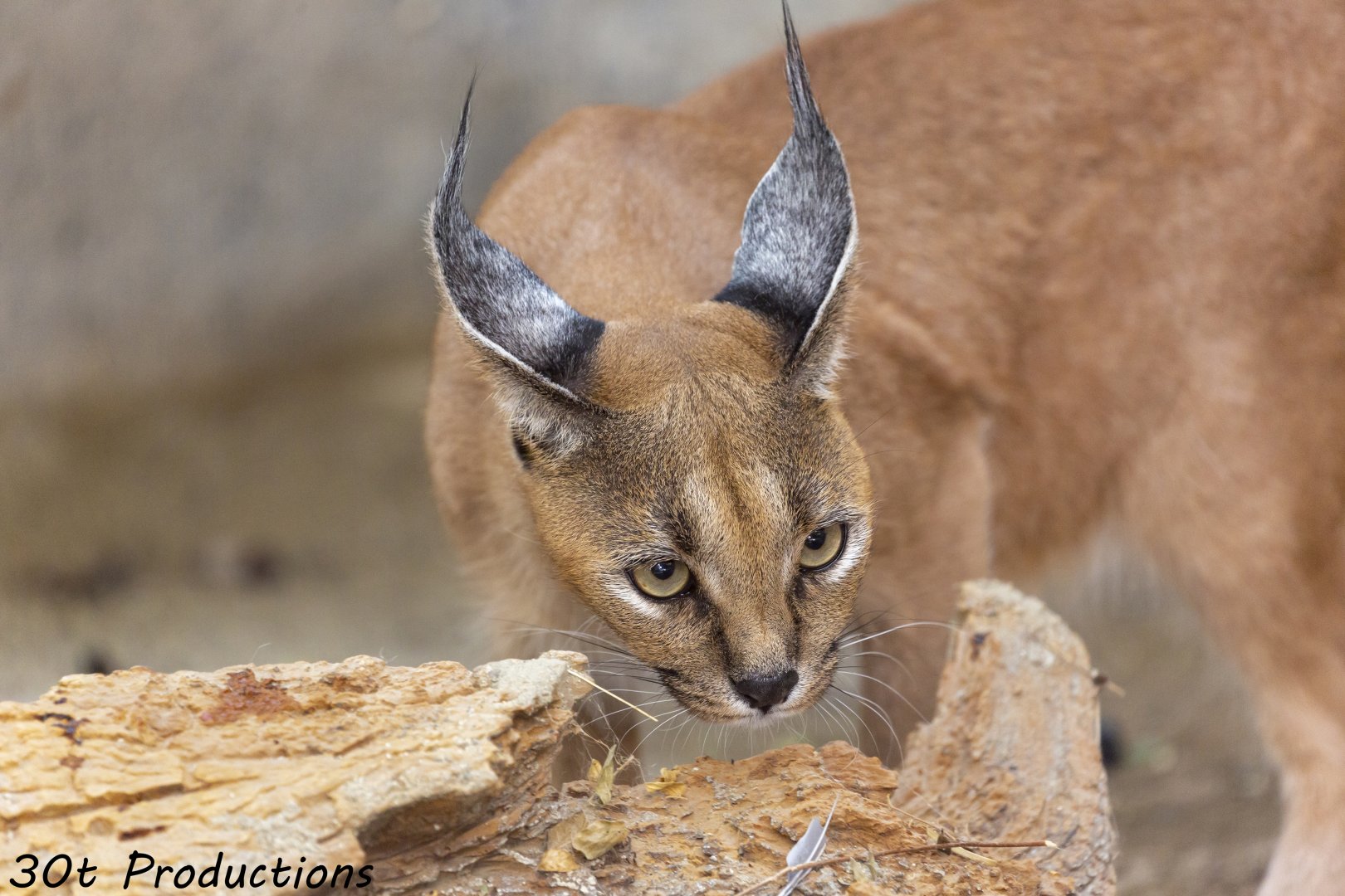 Caracal
