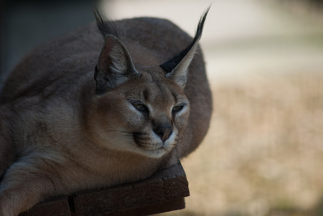 Caracal