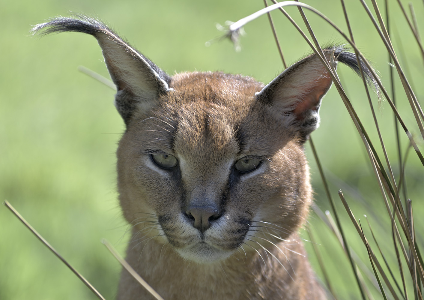 Caracal