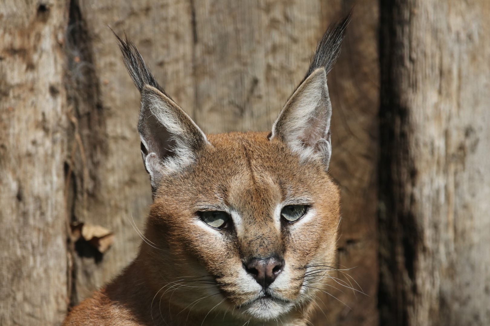 Caracal