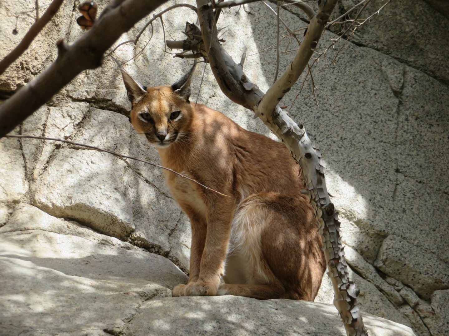 Caracal