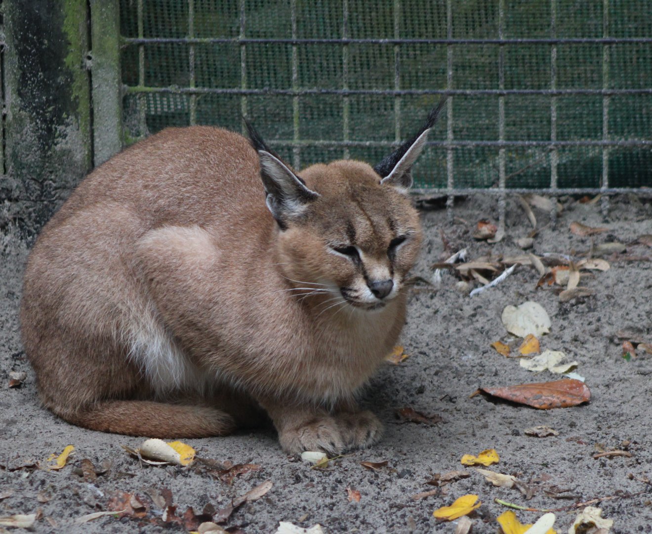 Caracal