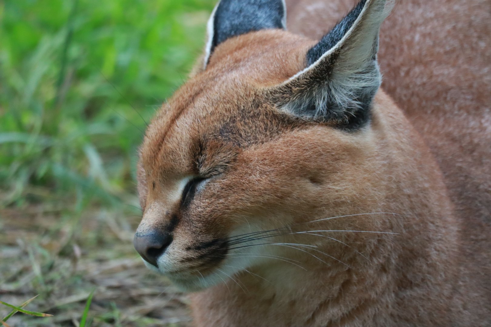Caracal