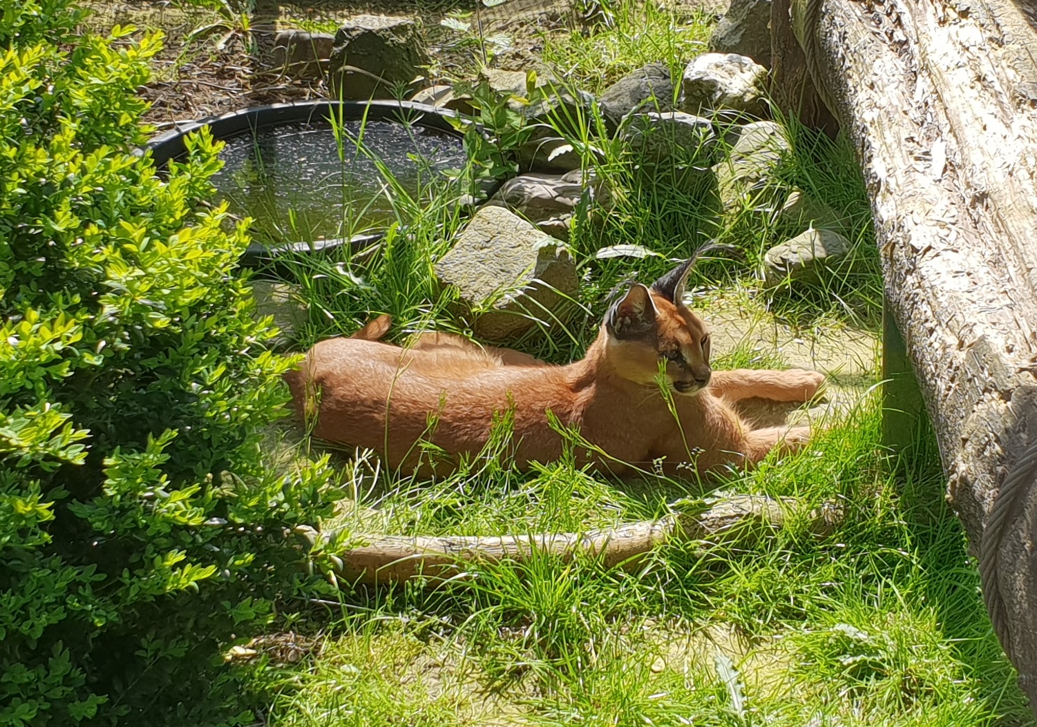 Caracal