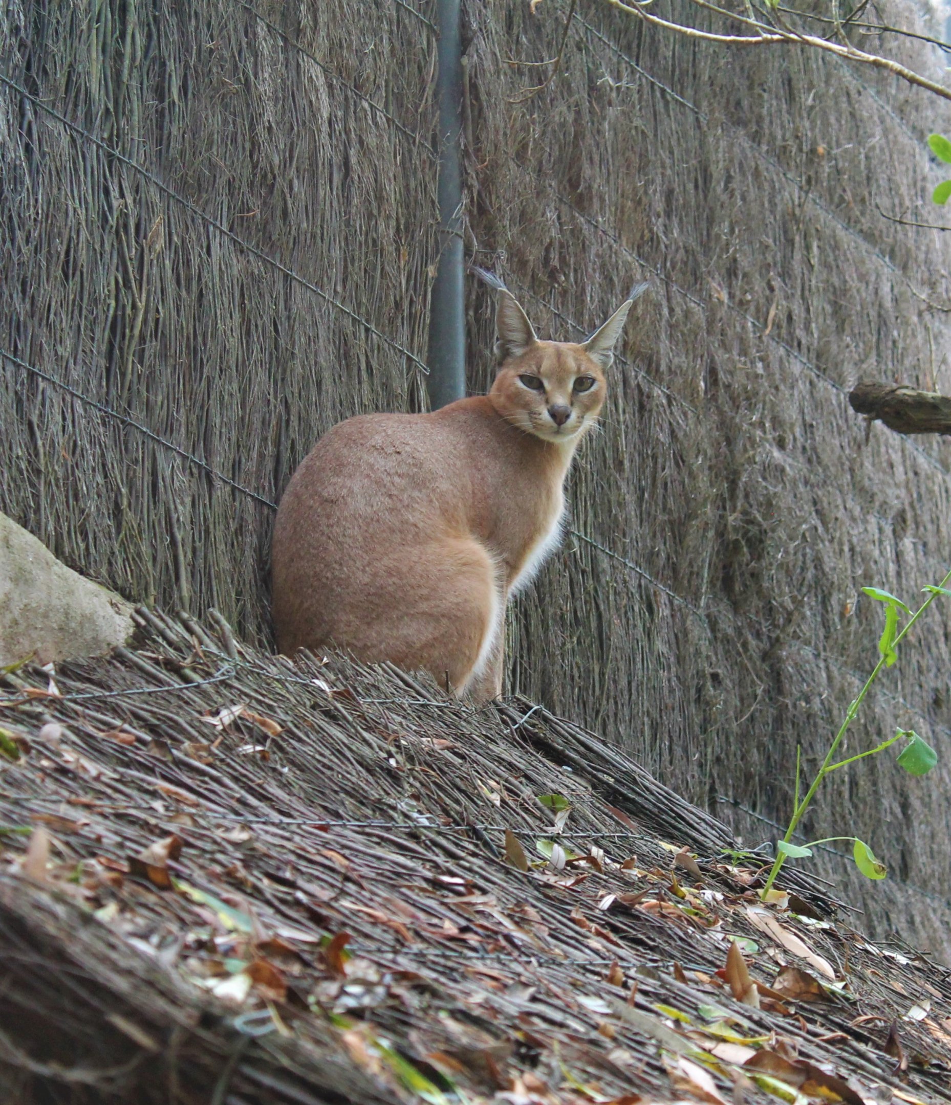 Caracal