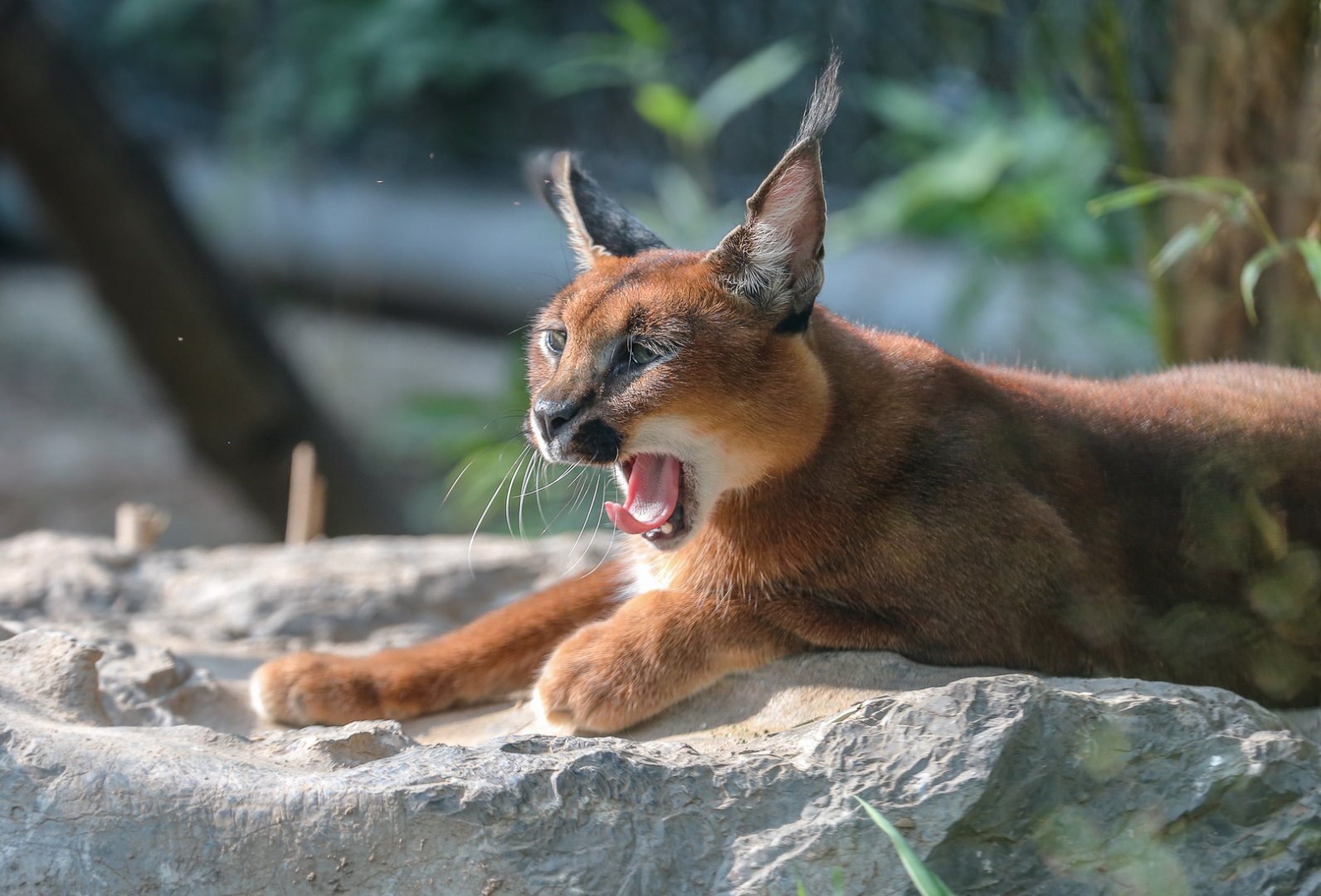 Caracal