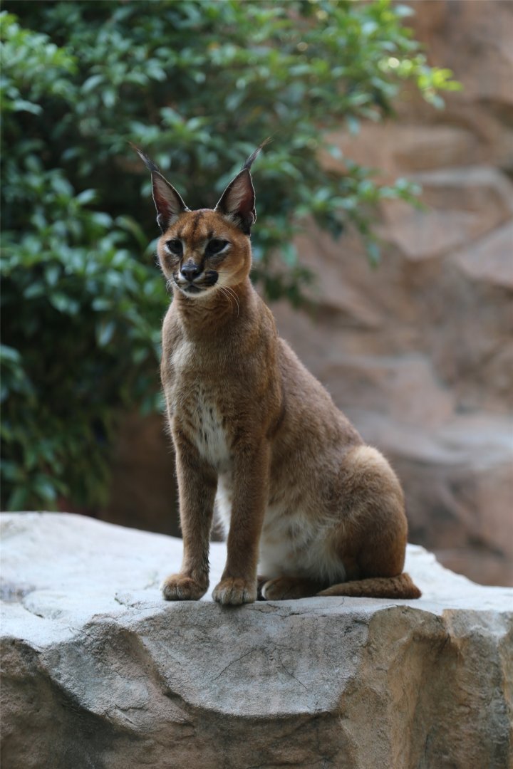 Caracal