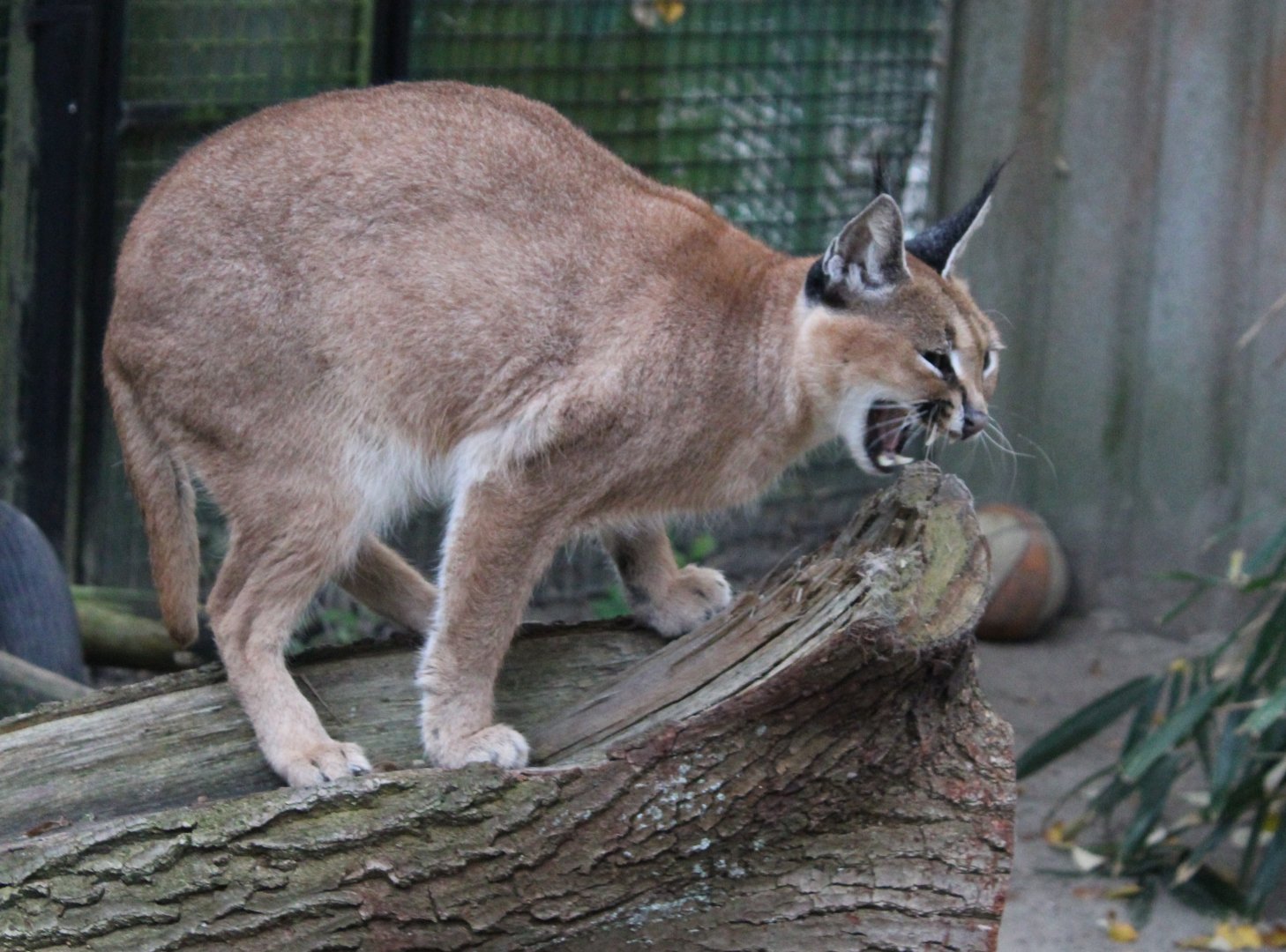 Caracal