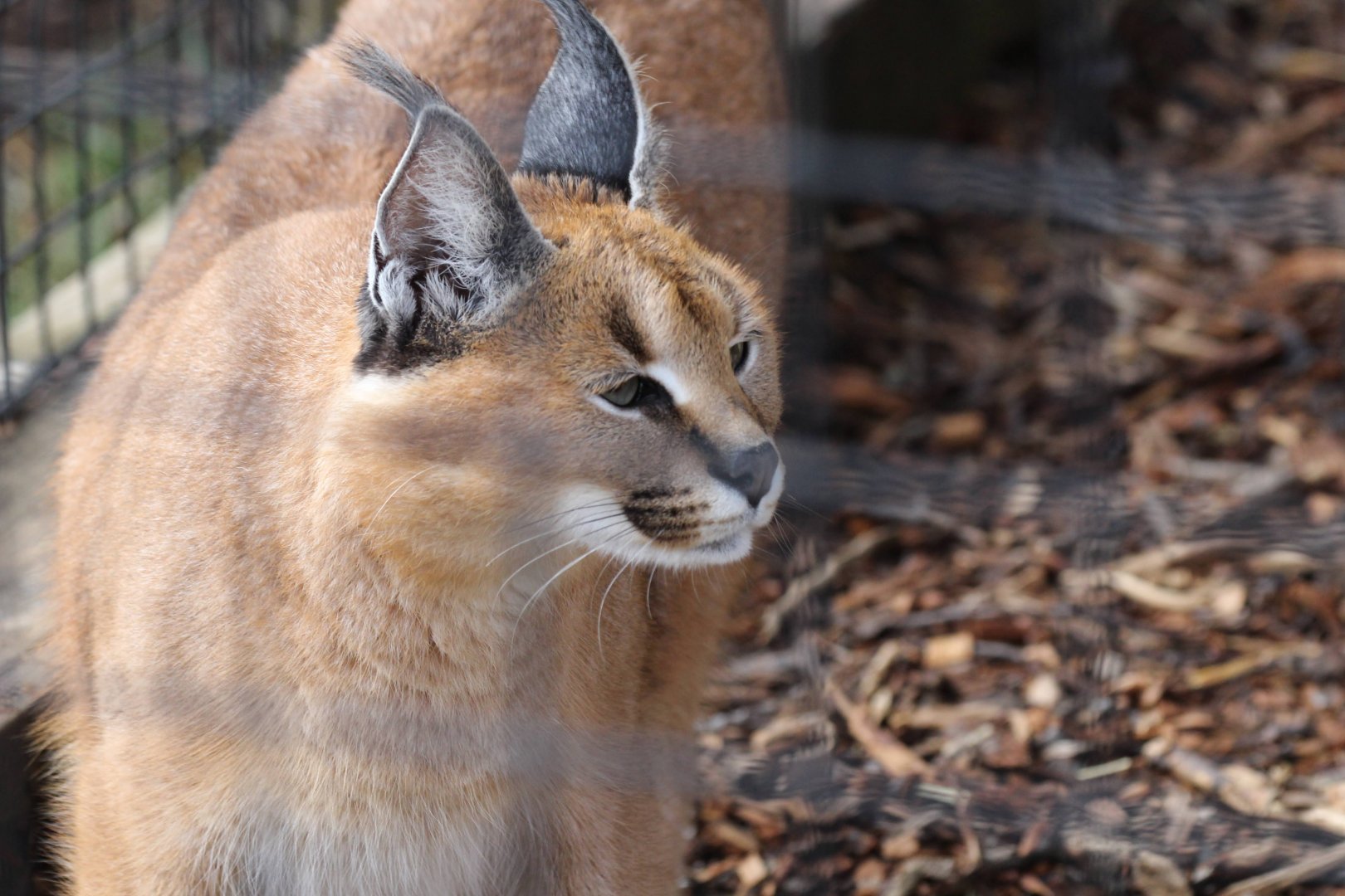 Caracal
