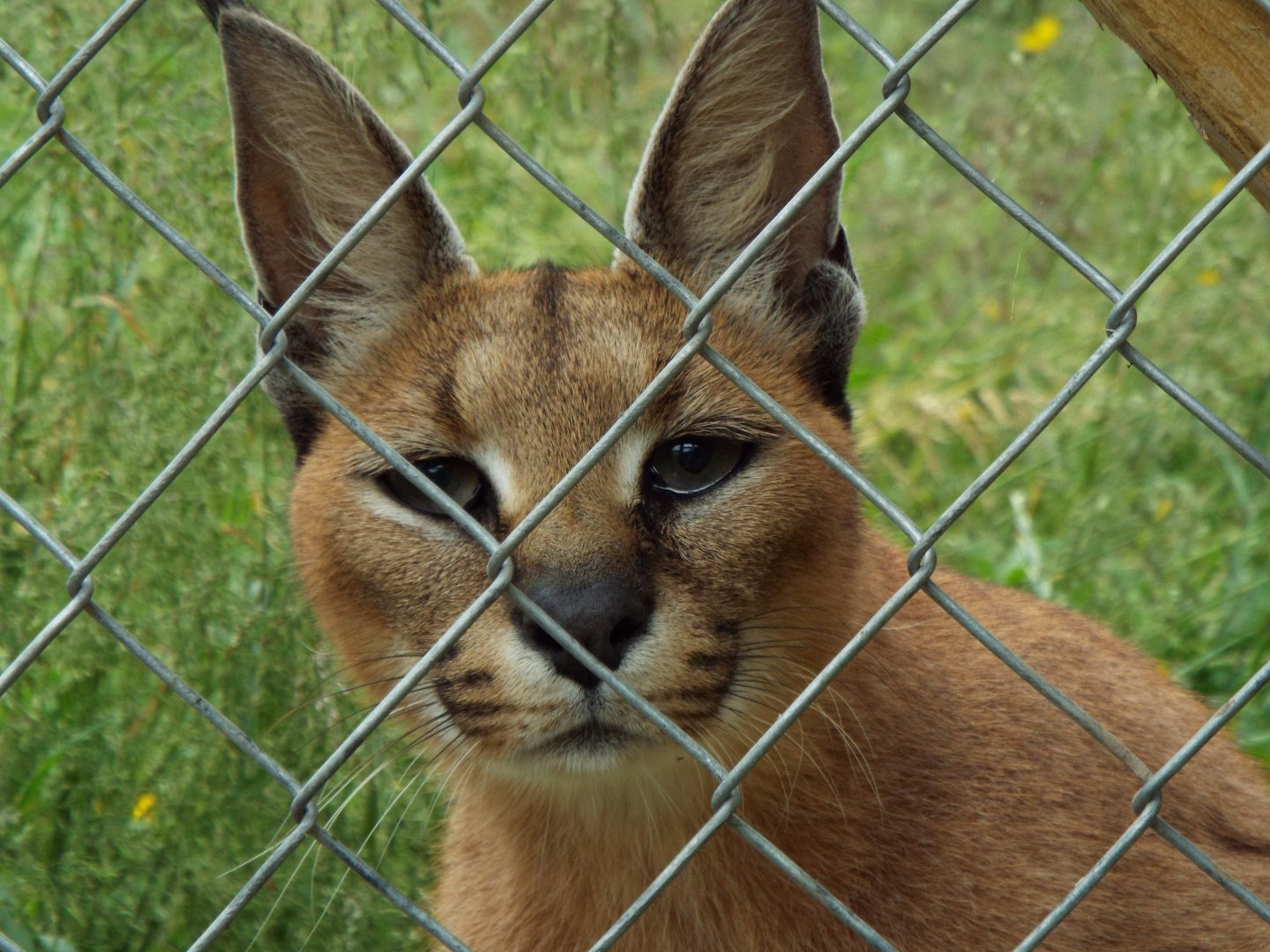 Caracal
