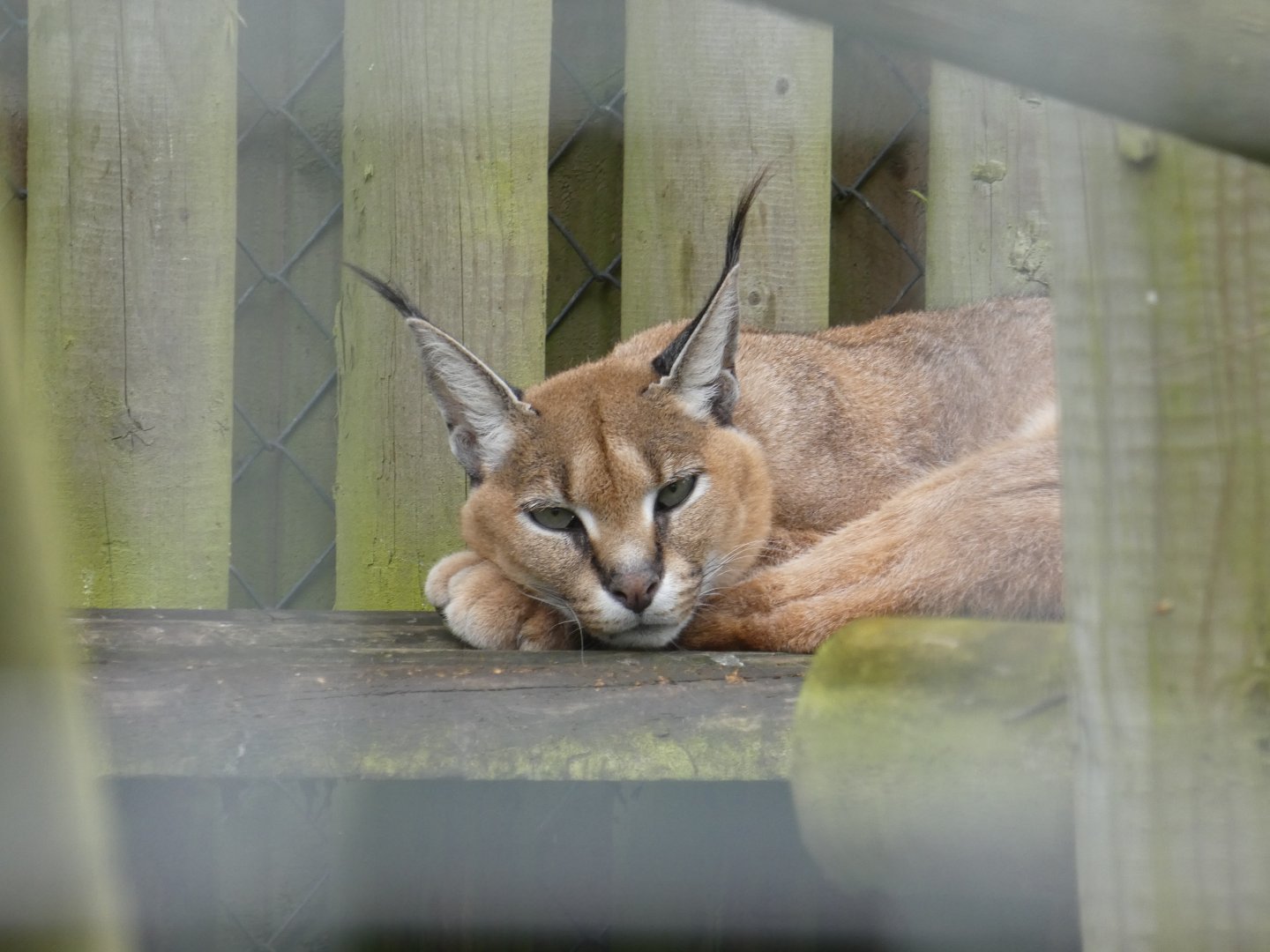 Caracal