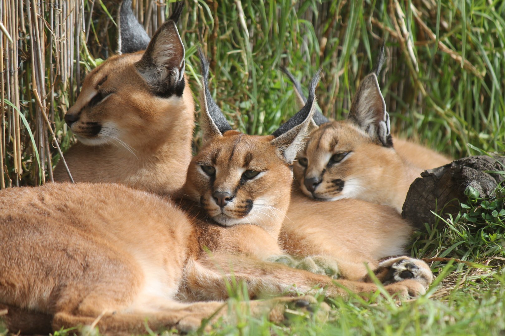 Caracal