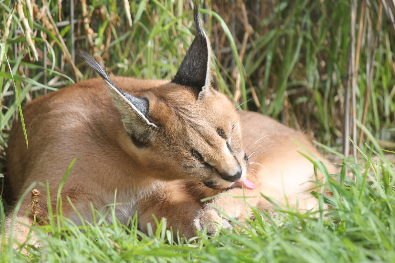 Caracal