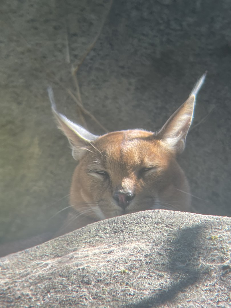 Caracal