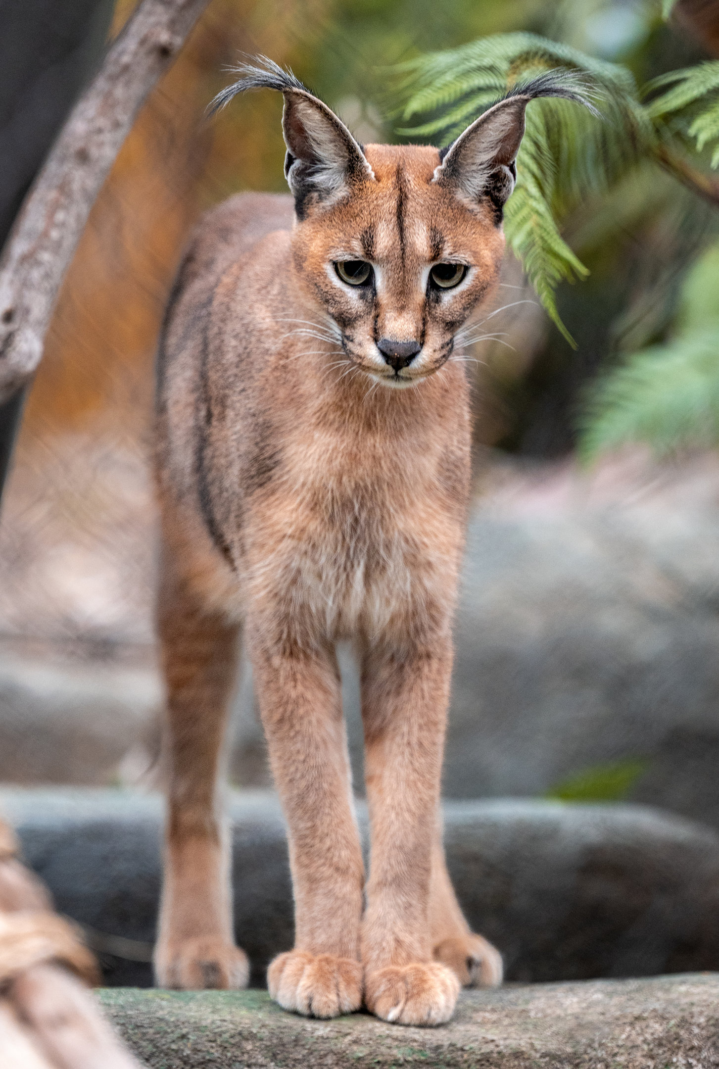 Caracal