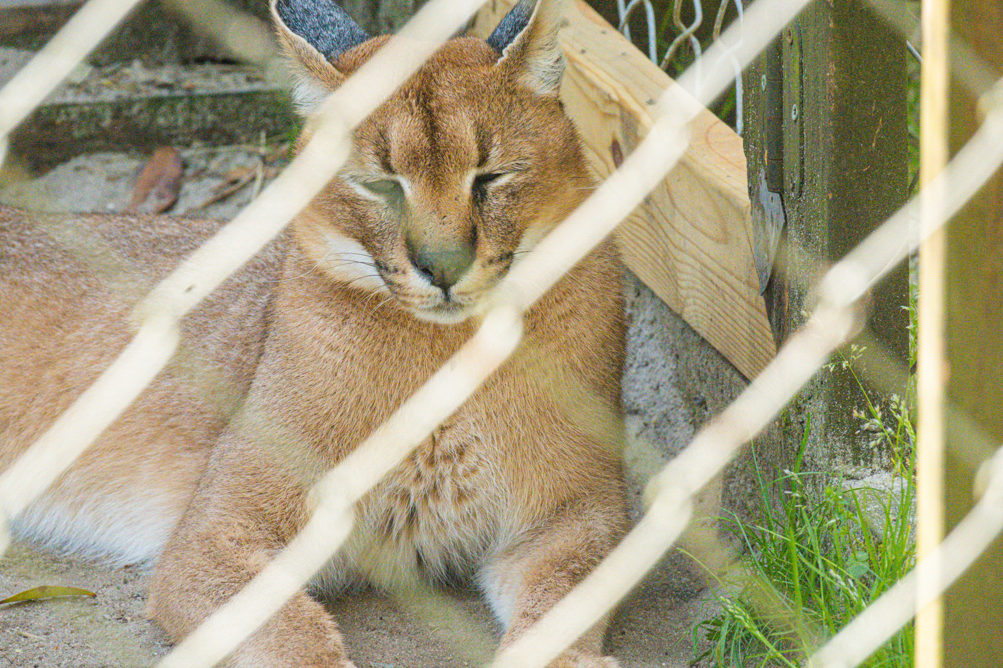 Caracal