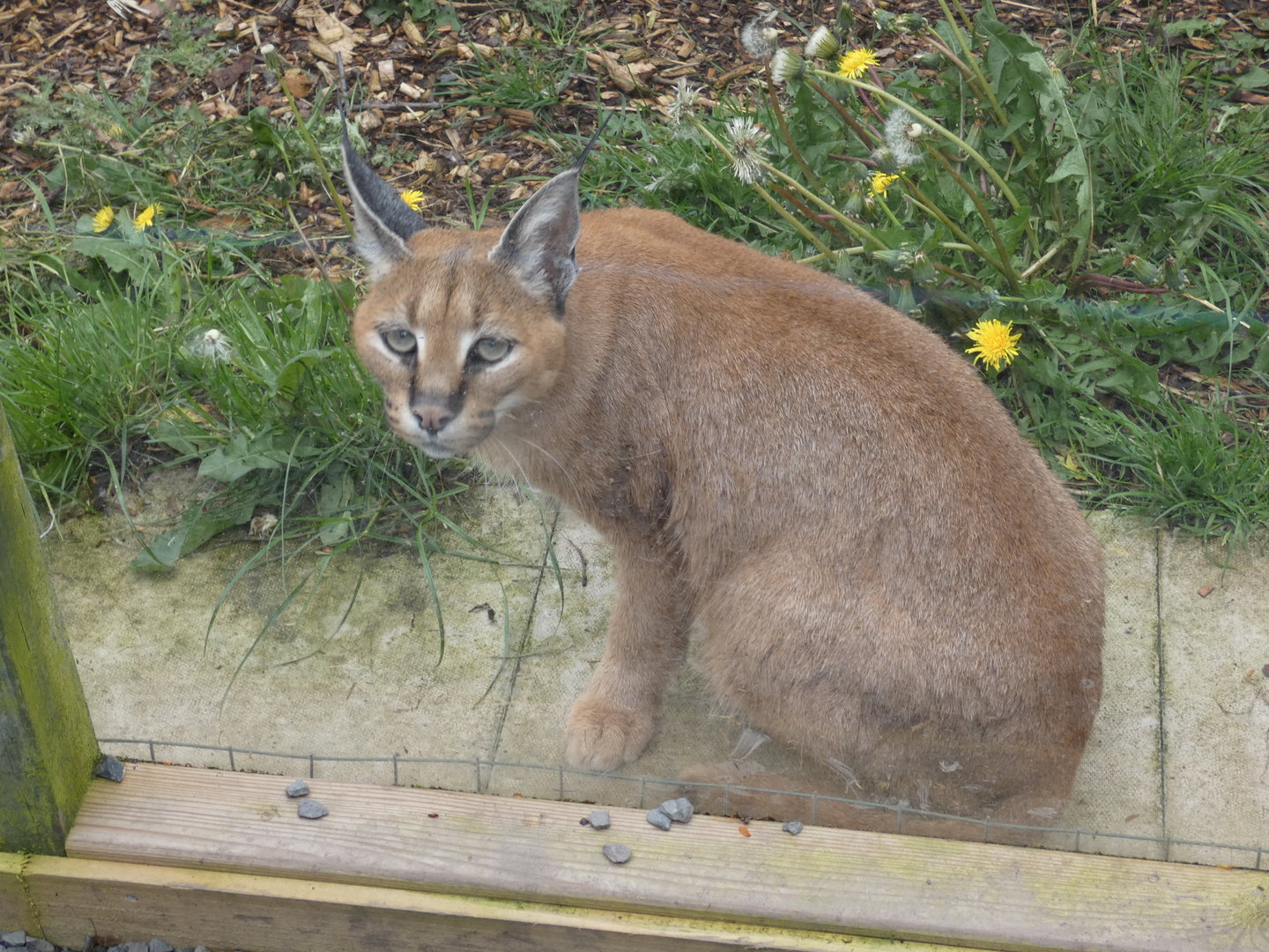 Caracal