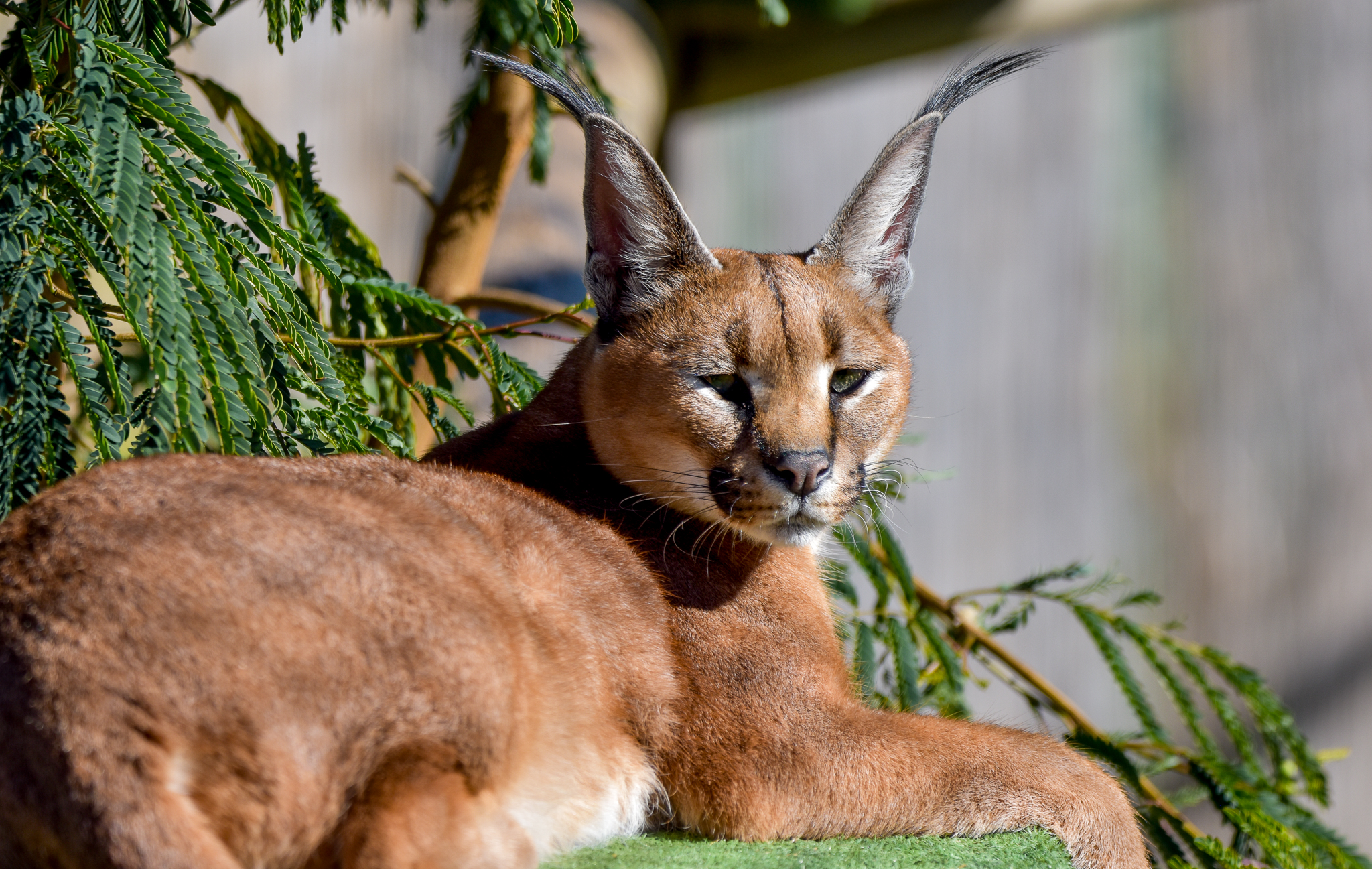 Caracal