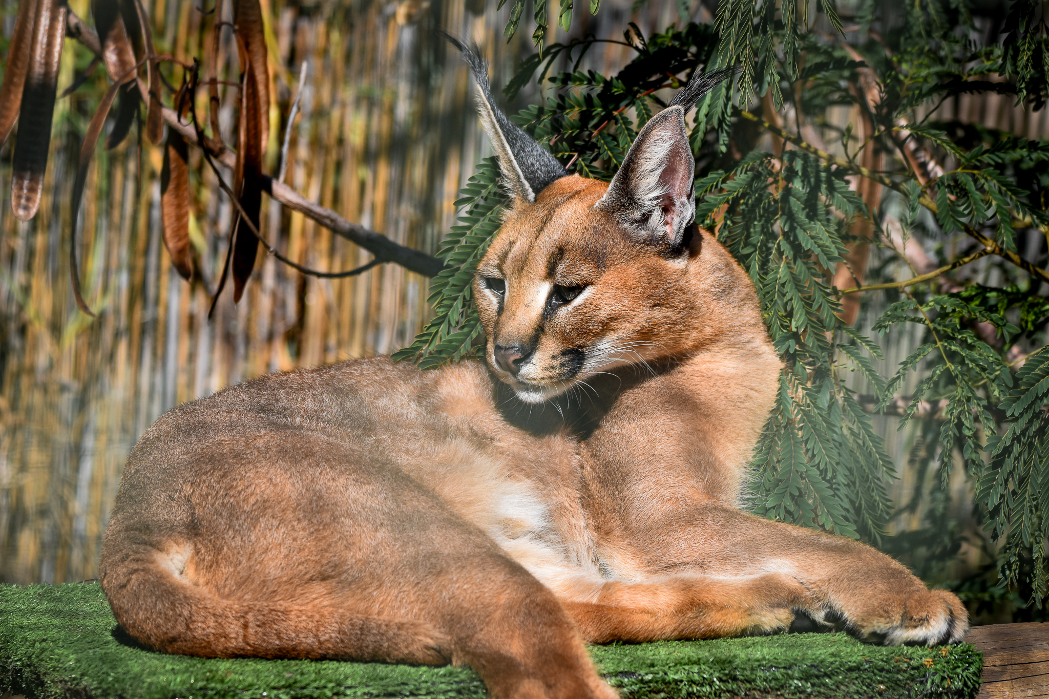 Caracal