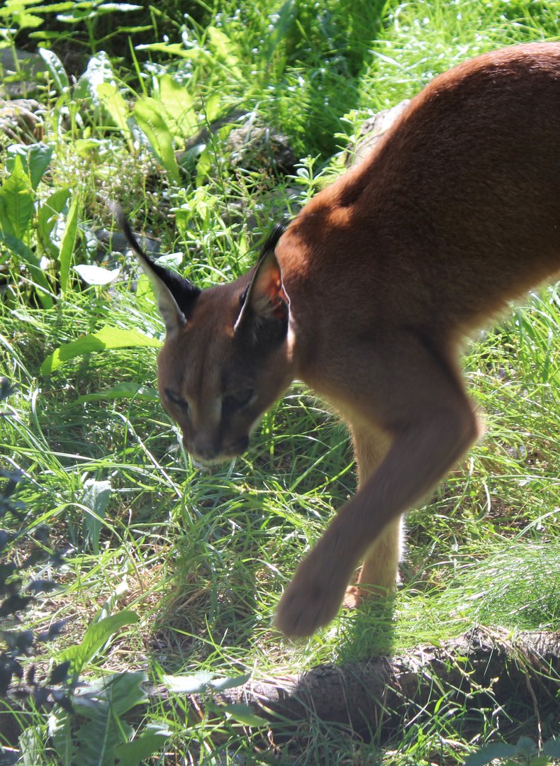 Caracal