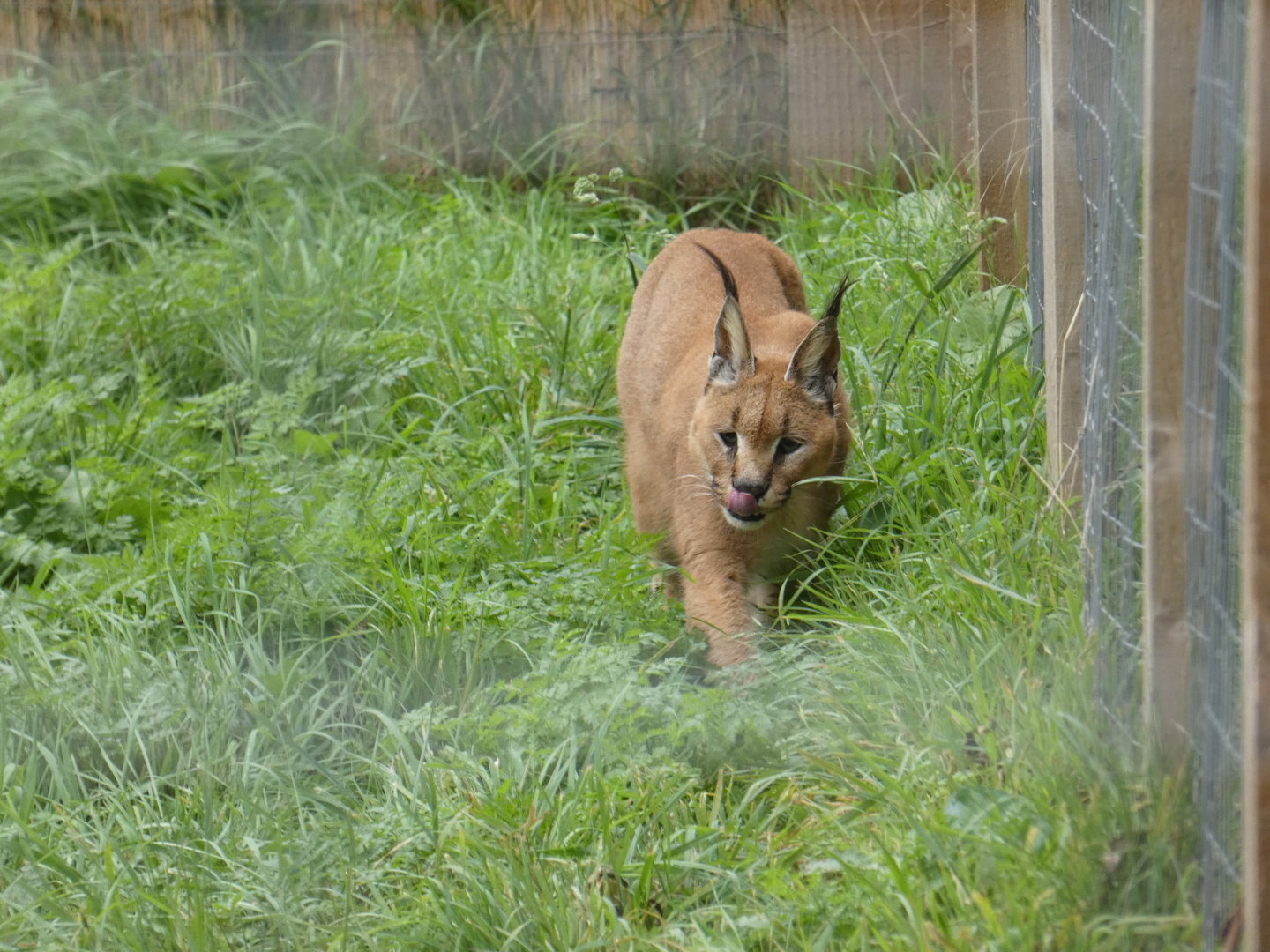 Caracal