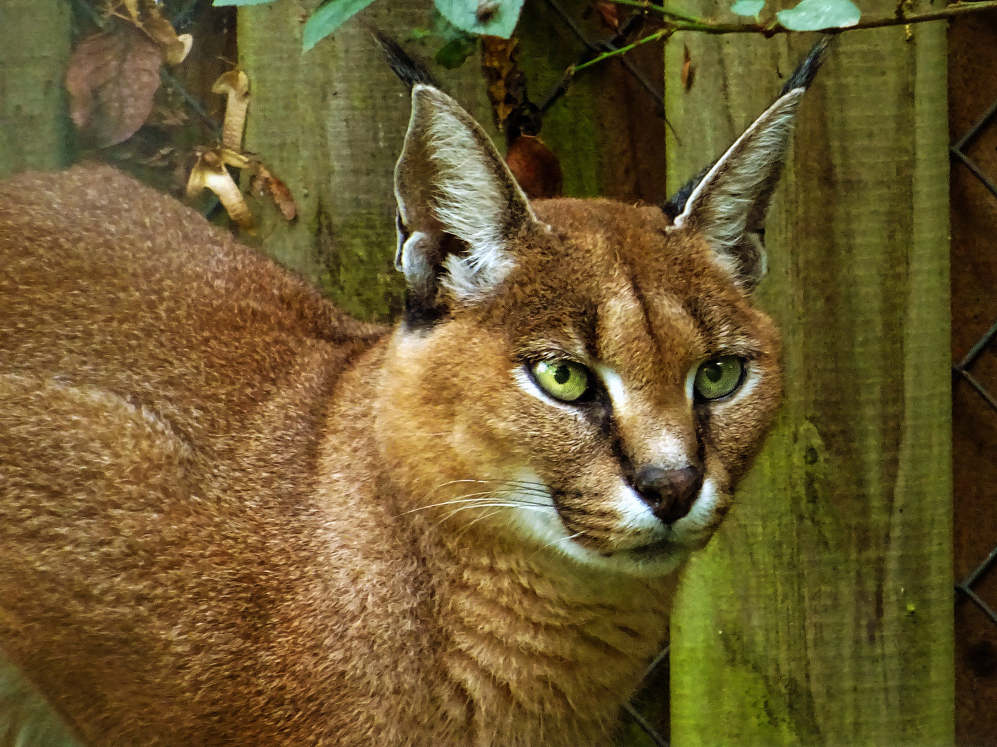 Caracal
