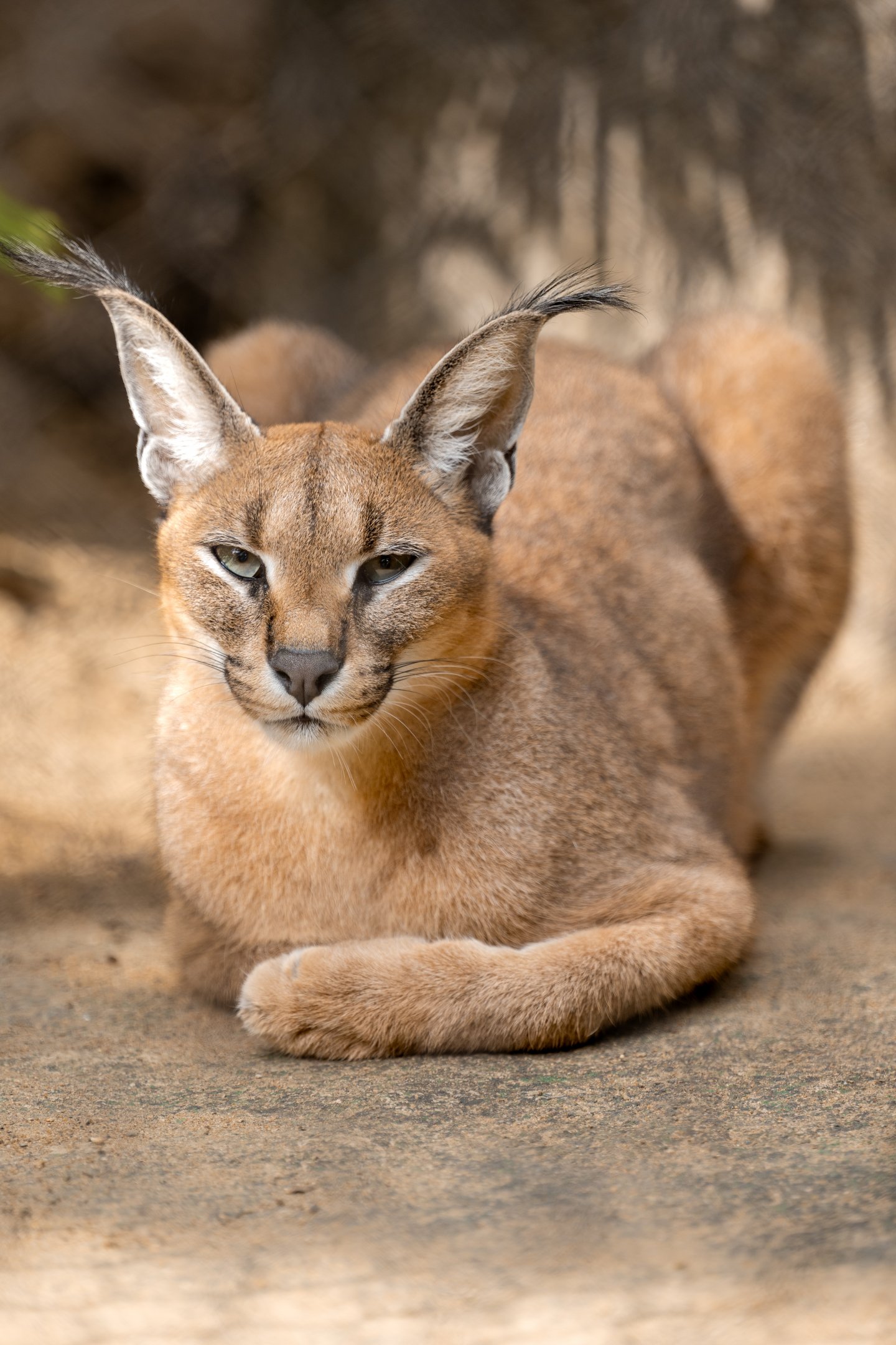 Caracal