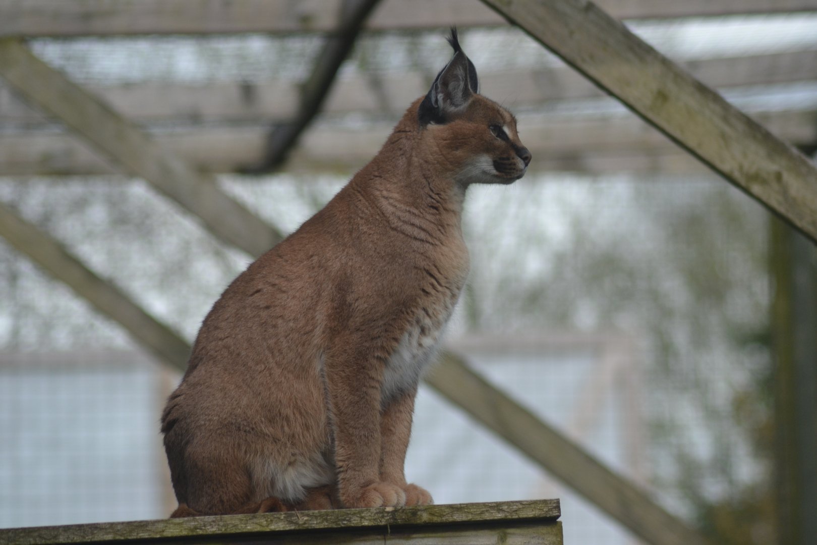 Caracal