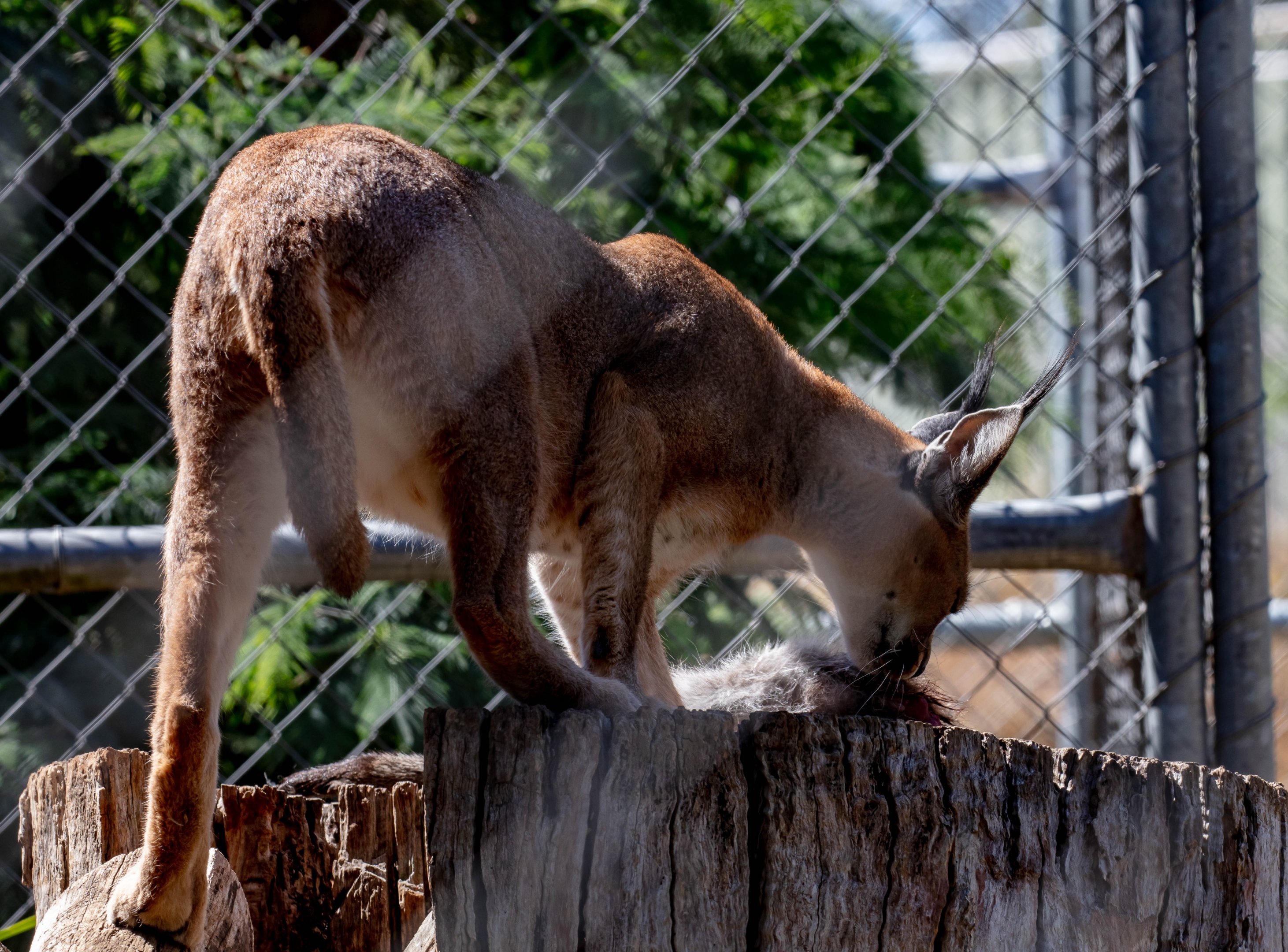 Caracal