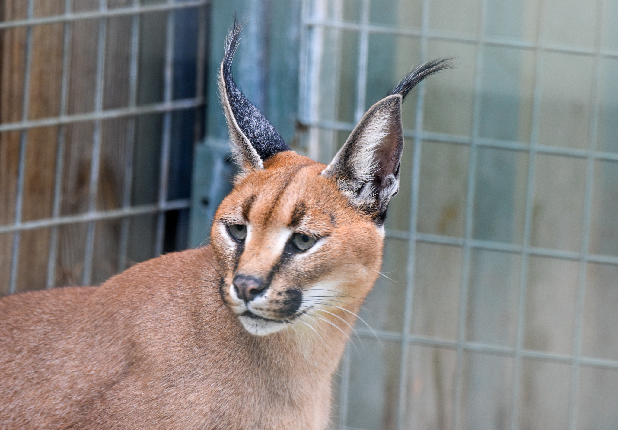 Caracal