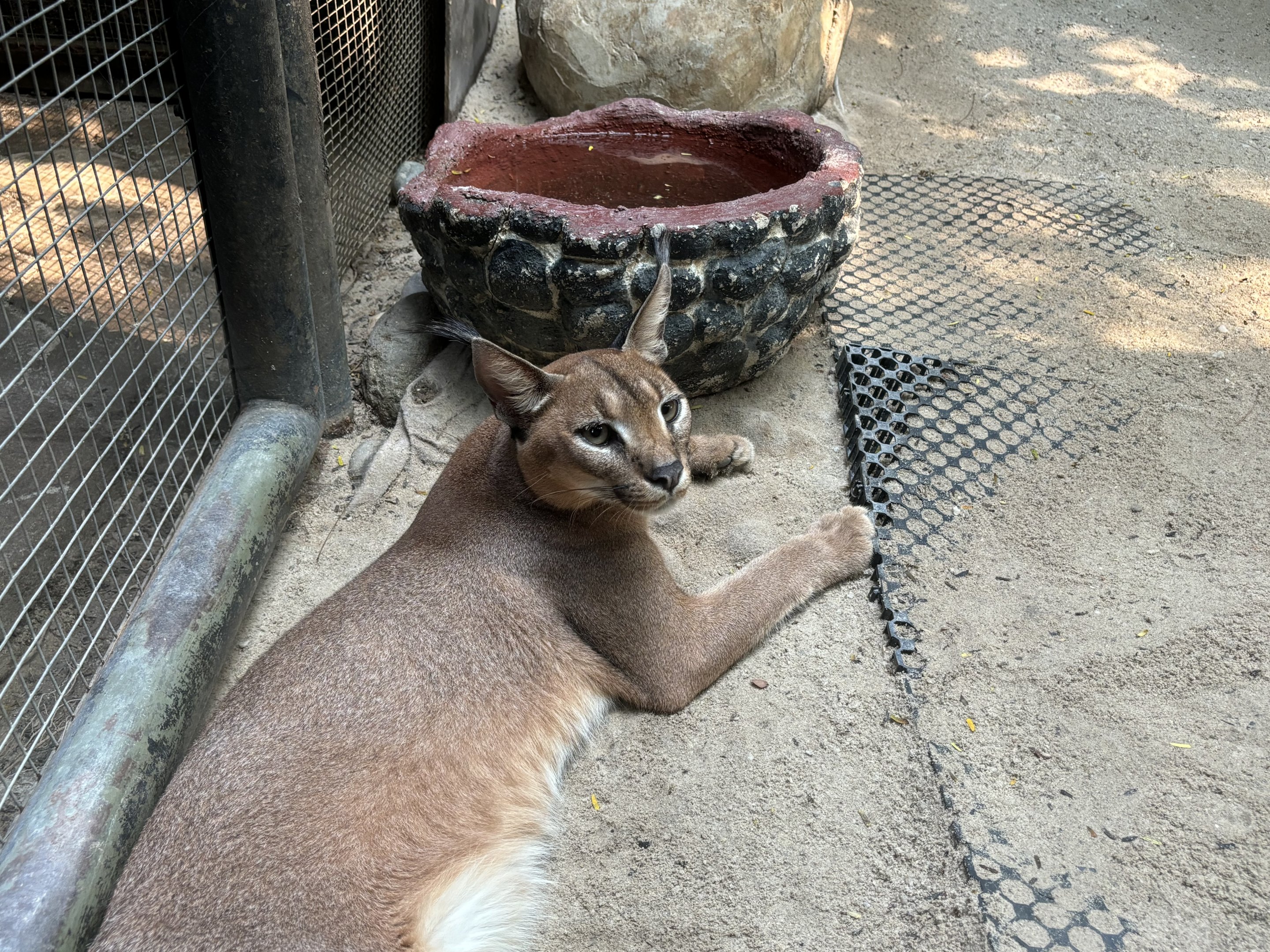 Caracal
