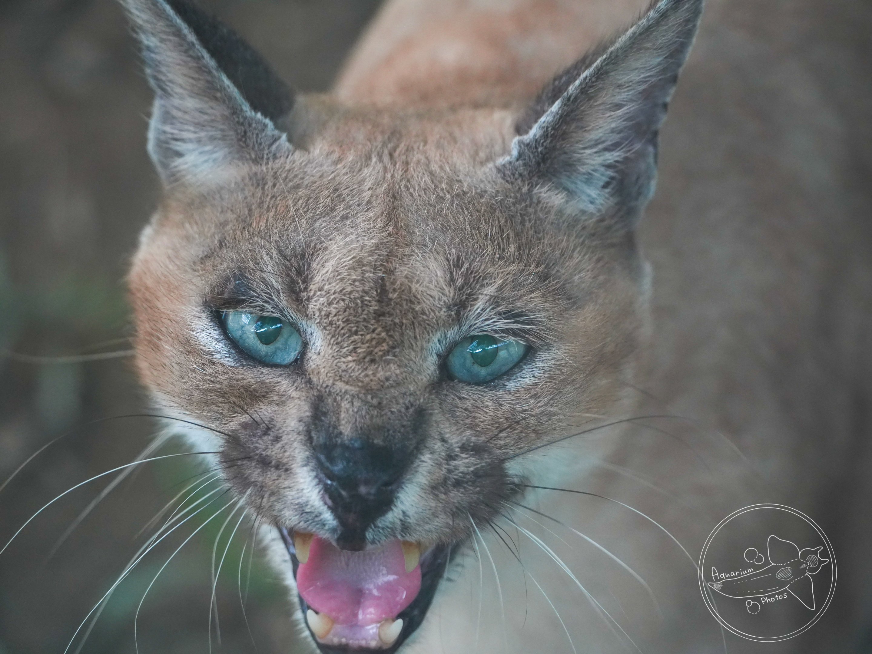 Caracal