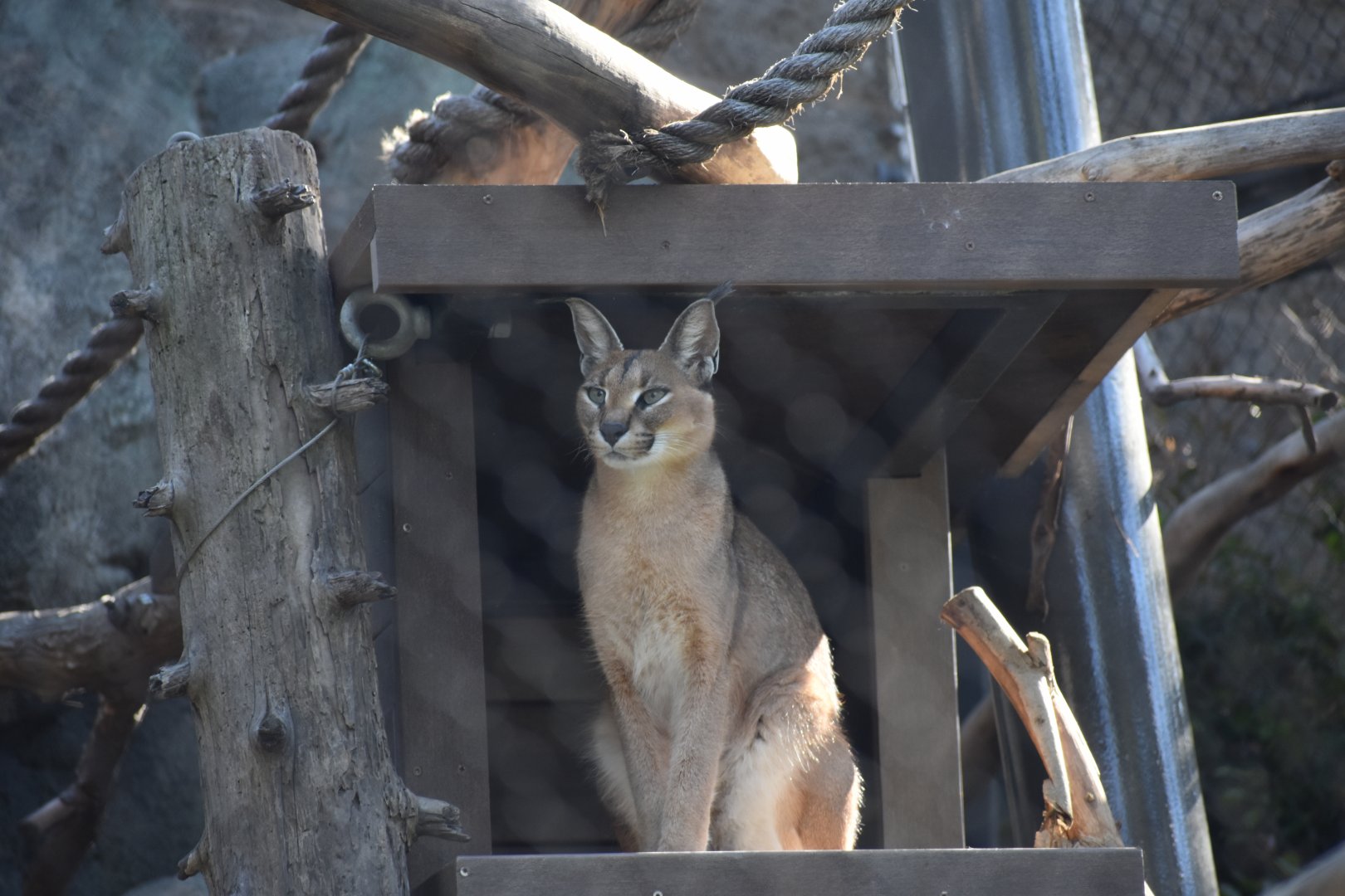 Caracal