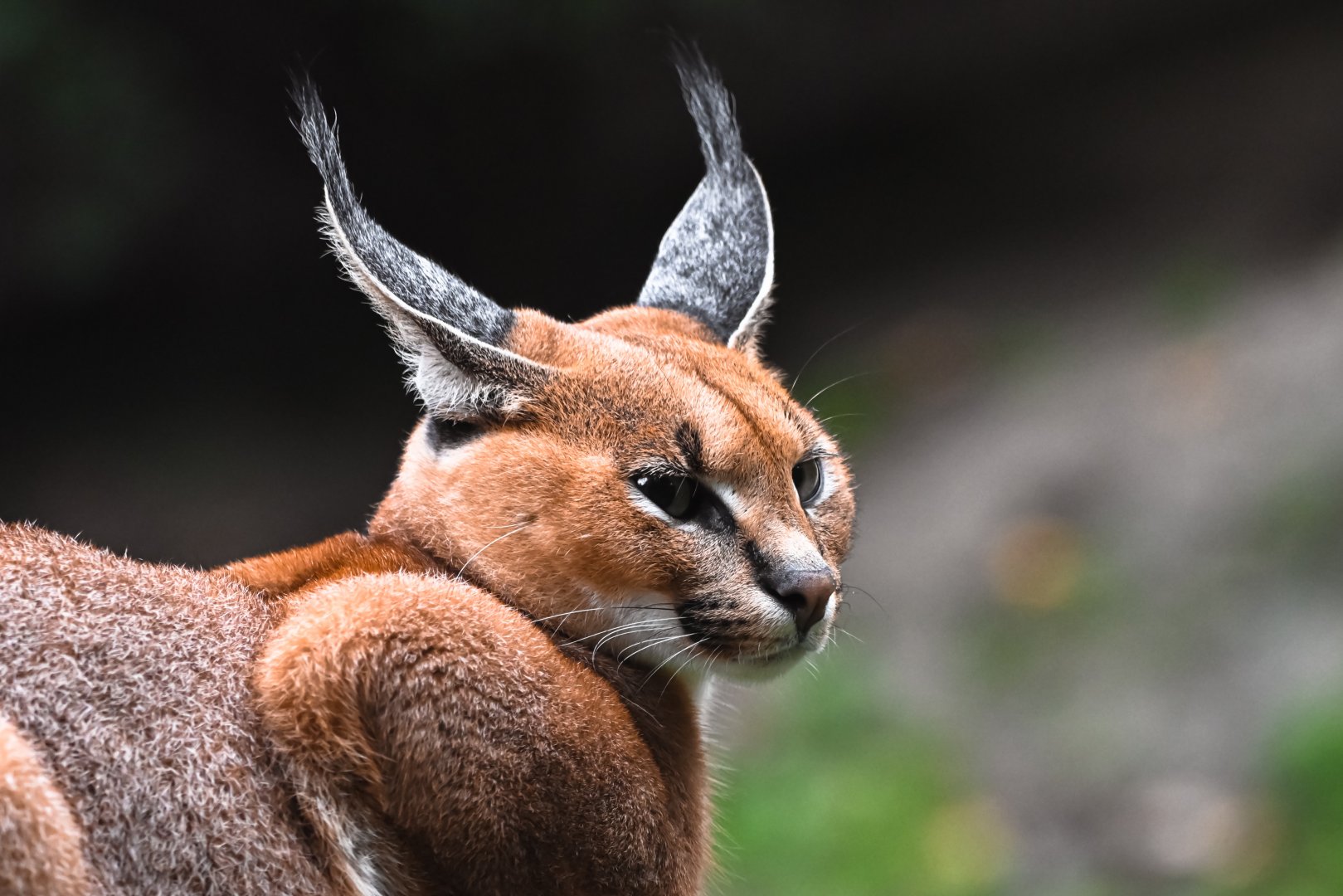 Caracal