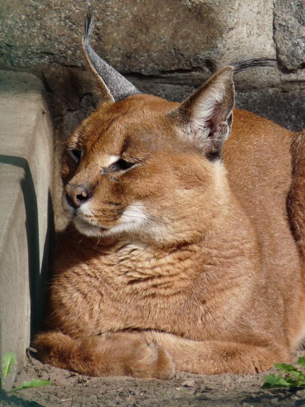 Caracal