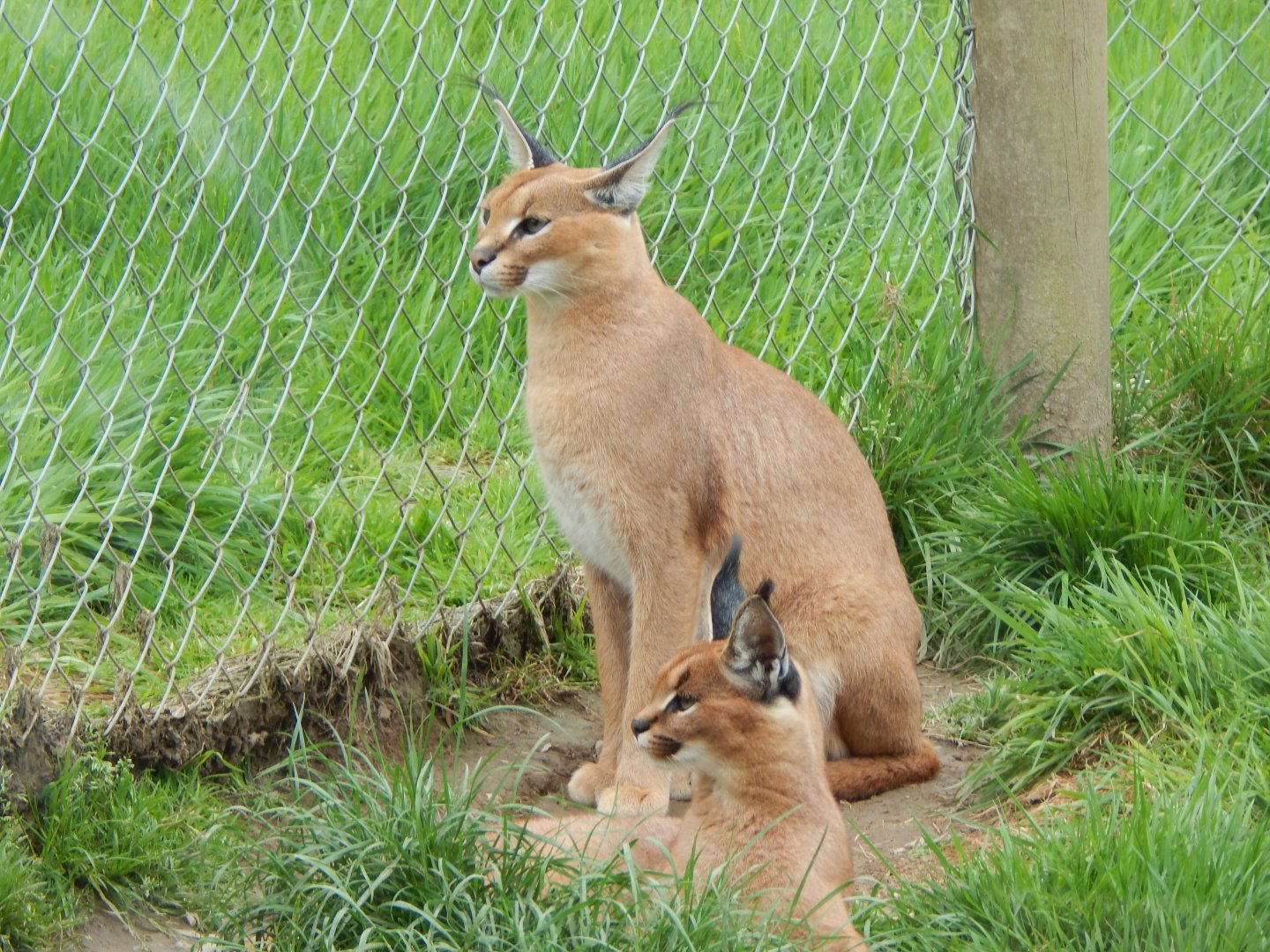 Caracals 150522