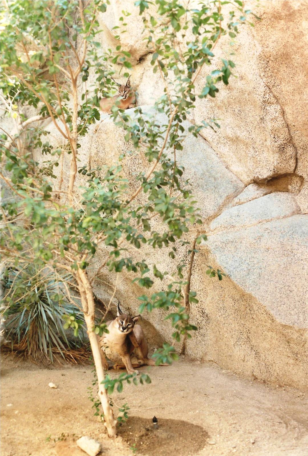 Caracals at The Living Desert, 1998